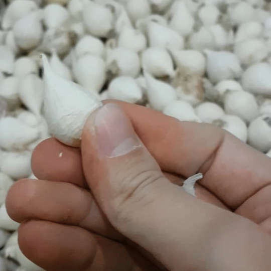 Công đoạn làm sạch tỏi cô đơn Myanmar